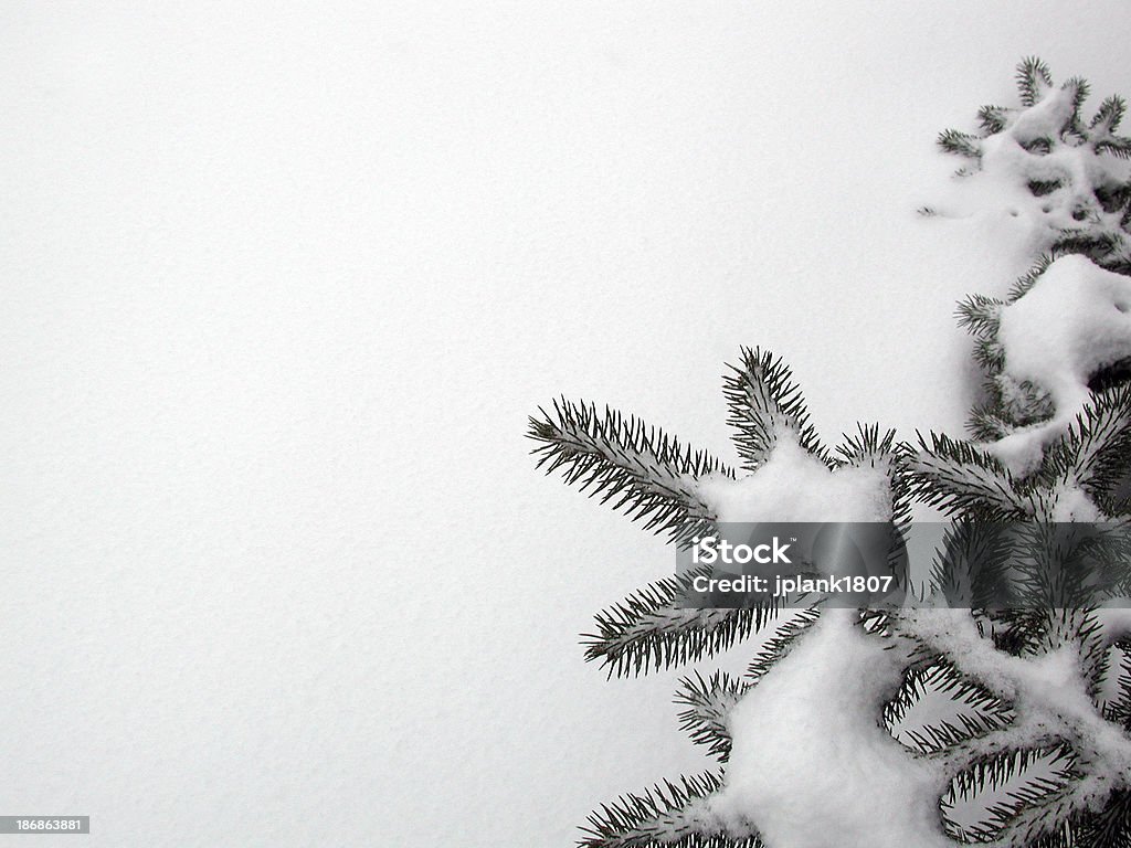 Neve evergreen corner - Foto de stock de Branco royalty-free