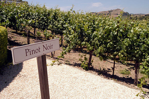 Pinot Noir Grapes stock photo