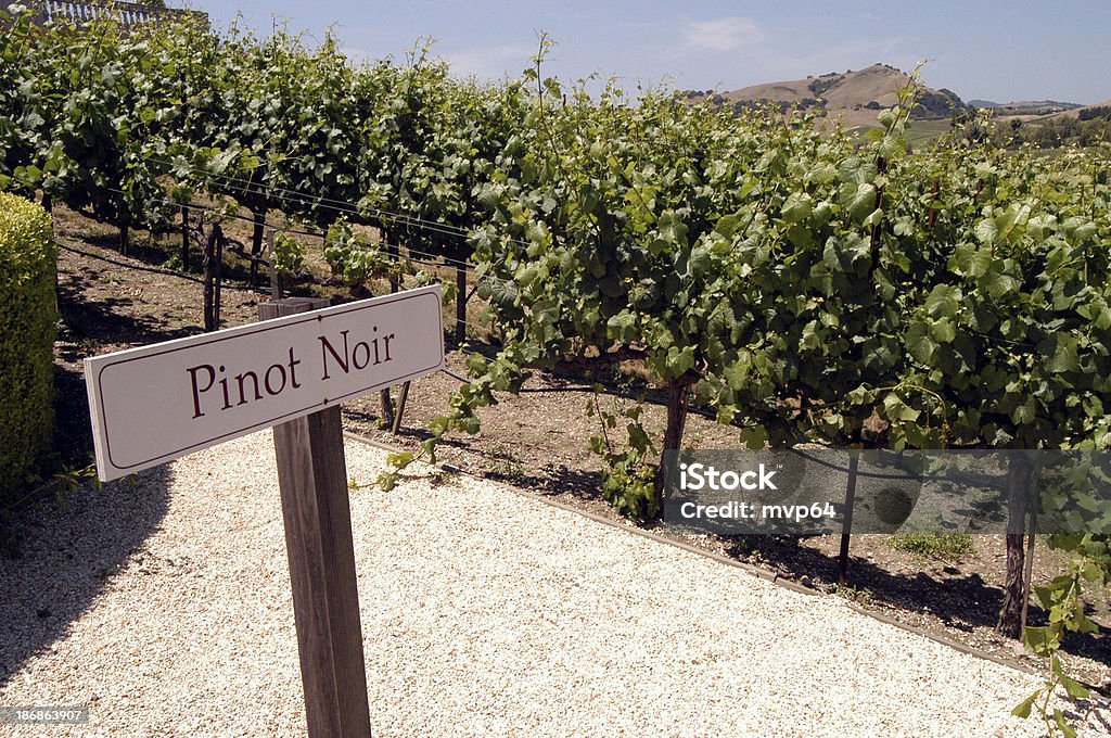 Пино Noir виноград - Стоковые фото Пино нуар роялти-фри
