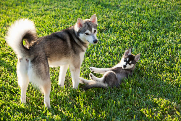 110+ Alaskan Klee Kai Stock Photos, Pictures & Royalty-Free Images - iStock | Alaskan klee kai white background