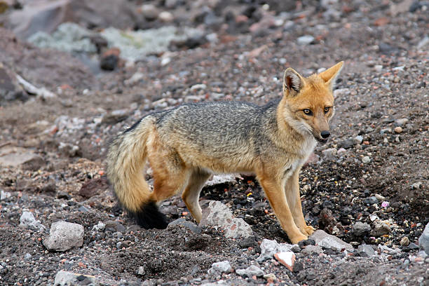 istock Red Fox Hunting at Cotopaxi Base Camp, Ecuador 186864071