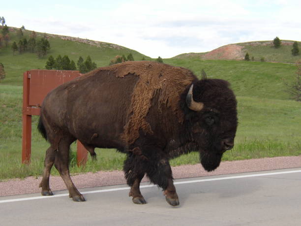 Buffalo Crossing the road stock photo
