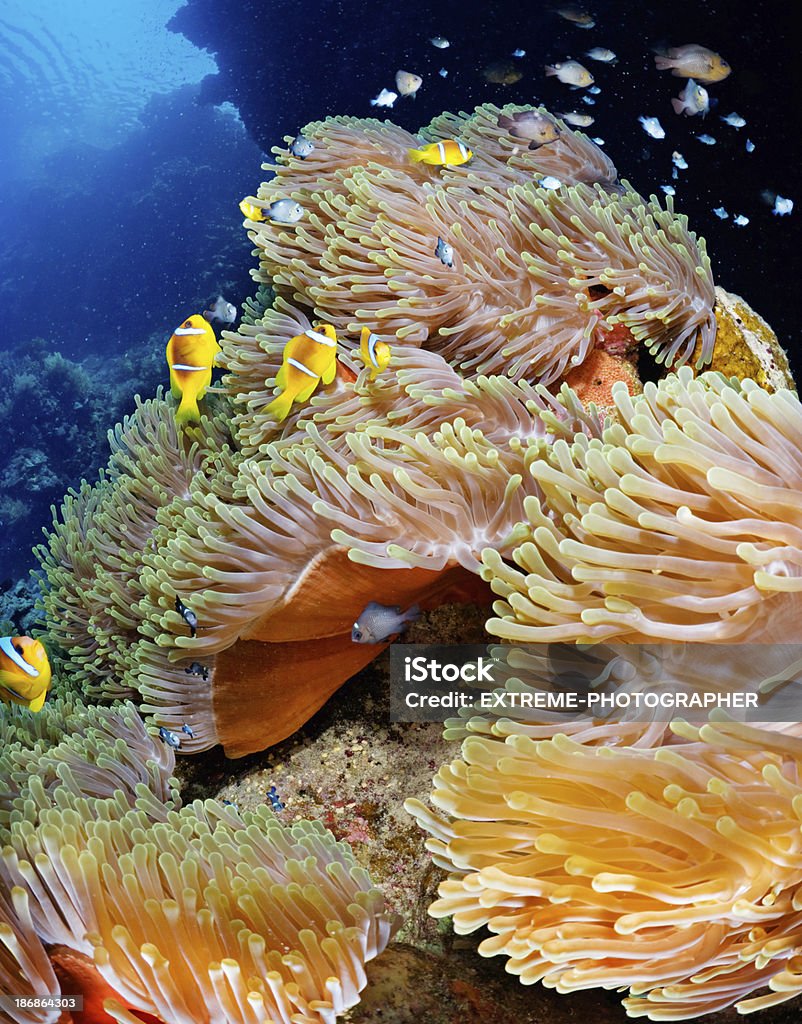 Under the Sea Beautiful exotic life of the Red Sea. Schools of fish and corals. Activity Stock Photo