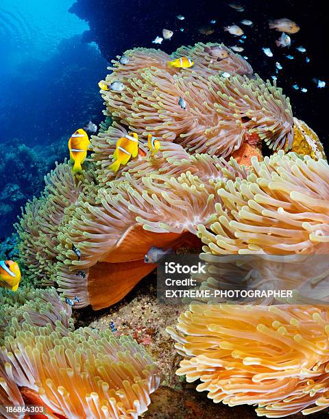 Under The Sea Stock Photo - Download Image Now - Activity, Amphibian, Anemonefish