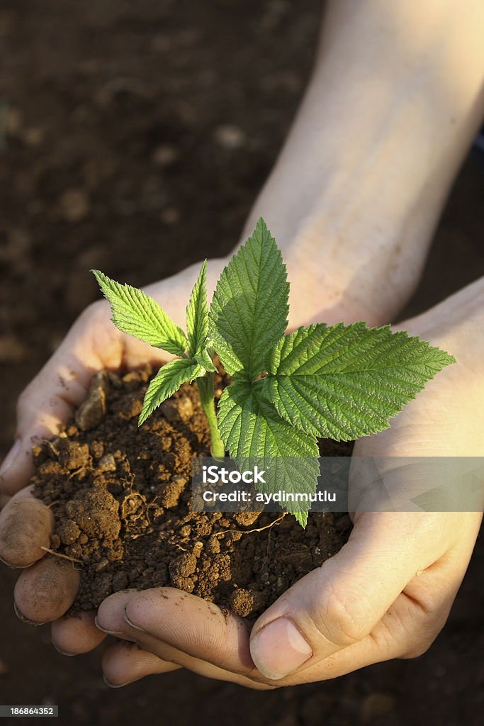 La planta en las manos - Foto de stock de Mora - Zarzamora libre de derechos