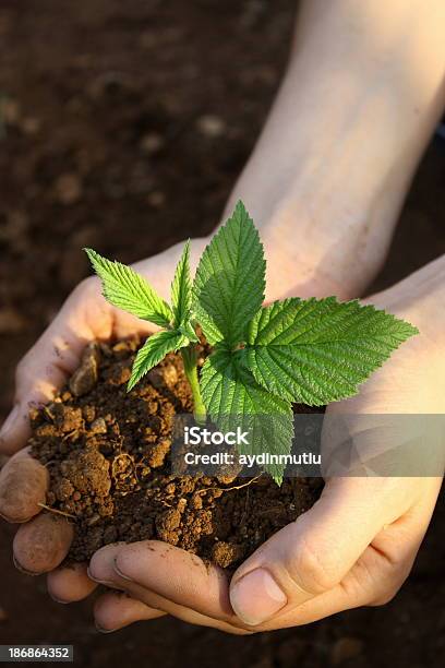 Растение В Руки — стоковые фотографии и другие картинки Ежевика - Ежевика, Сажать, Большой палец руки