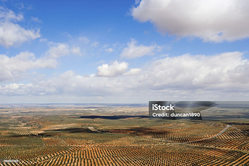 Paysage d'Olive - Photo de Oliveraie libre de droits