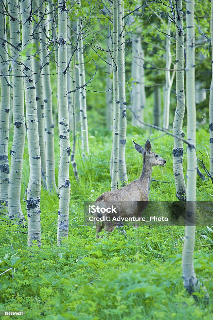 Young Deer in Meadow Aspen - Foto de stock de Aire libre libre de derechos