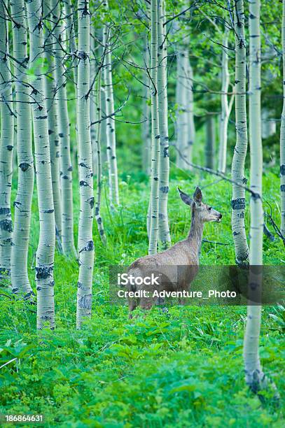 Young Deer In Meadow Aspen Foto de stock y más banco de imágenes de Aire libre - Aire libre, Animal, Animal joven