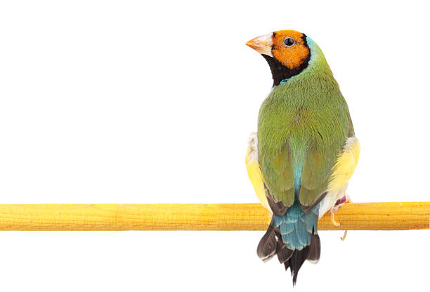 istock Gouldian Finch 186864848