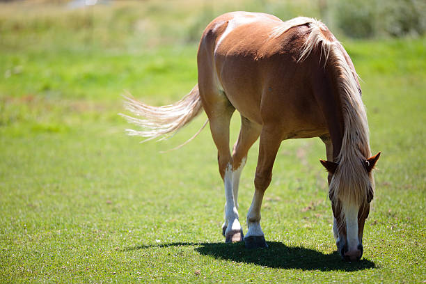 Wild Horse stock photo