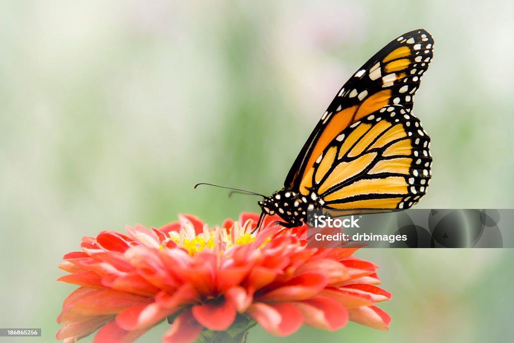 Farfalla monarca (Danaus Plexippus - Foto stock royalty-free di Australia