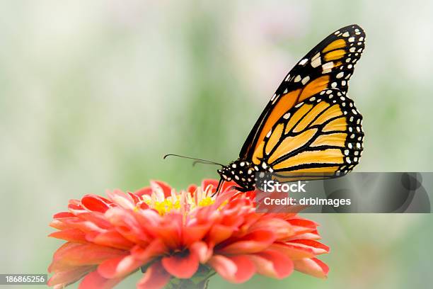 Farfalla Monarca Danaus Plexippus - Fotografie stock e altre immagini di Australia - Australia, Animale, Esotismo