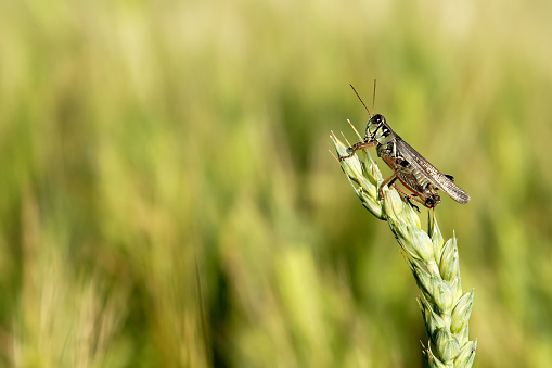 A grasshopper clinging to a grain stalk with extremely shallow DOF.