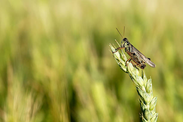 Grasshopper Heaven A grasshopper clinging to a grain stalk with extremely shallow DOF. grasshopper photos stock pictures, royalty-free photos & images