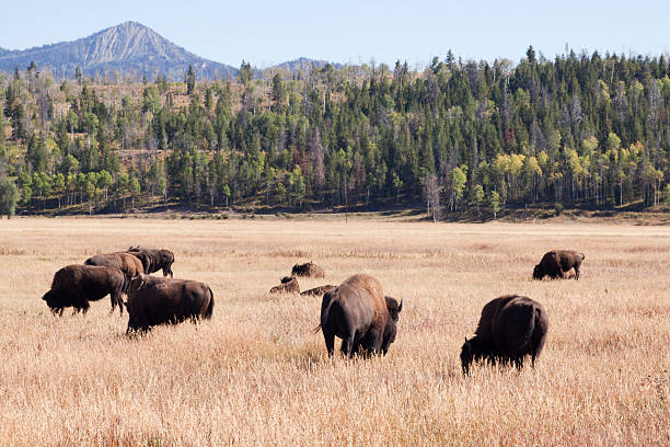 istock Buffalo herd in Teton National Park 186865376