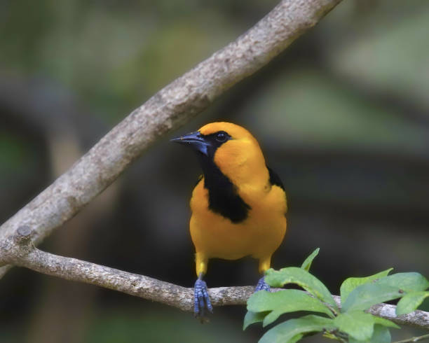 istock Altamire Oriole (icterus gularis) perched on a branch 1868654056