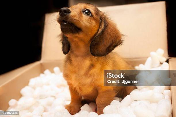 Nuevo Cachorro En Una Caja De Cartón Foto de stock y más banco de imágenes de Trocitos de porexpán - Trocitos de porexpán, Cajón para embalar, Mascota