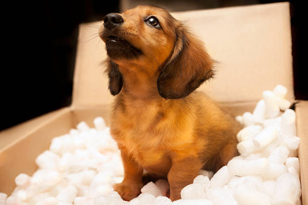 istock New Puppy in a cardboard box 186865414
