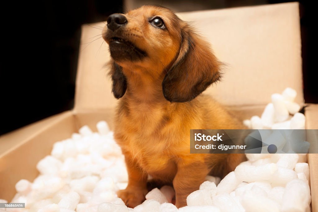 Novo cachorrinho em uma caixa de papelão - Foto de stock de Flocos de Esferovite royalty-free