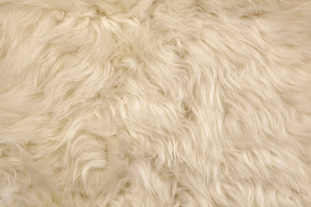 istock Sheepskin fur 186865436