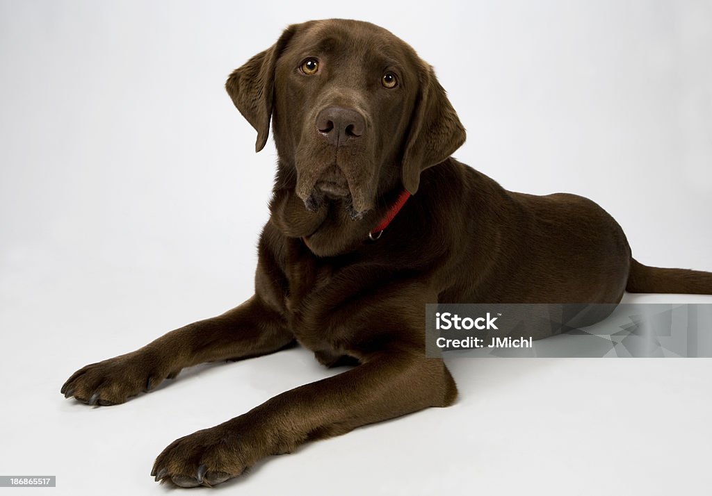 Chocolate Labrador Chocolate labrador laying on white background. English Culture Stock Photo