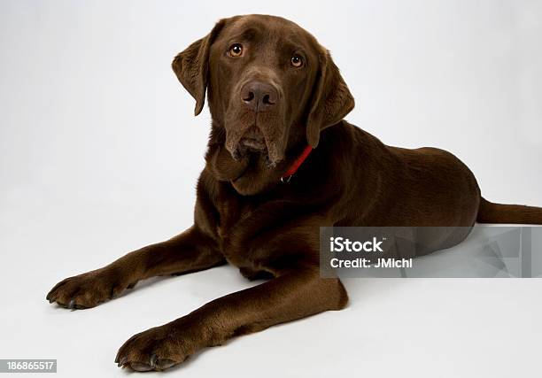 Chocolate Labrador Stock Photo - Download Image Now - English Culture, Labrador Retriever, White Background