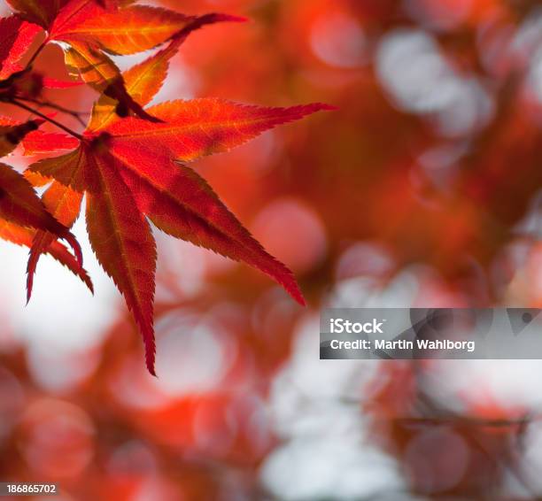 Photo libre de droit de Feuille Dérable Rouge Du Japon banque d'images et plus d'images libres de droit de Arbre - Arbre, Arbre à feuilles caduques, Automne