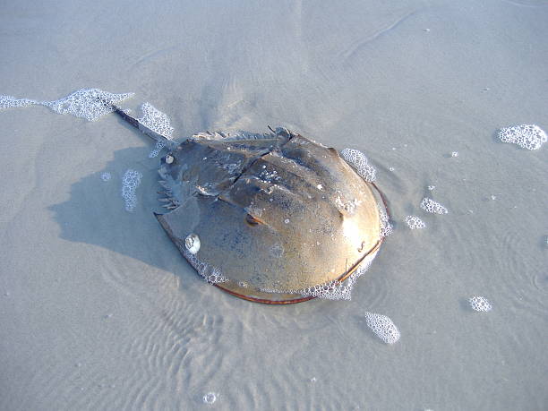 istock Horseshoe Crab on the Beach 186865773