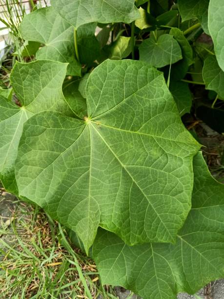istock Close up of barbados nut plant 1868659380