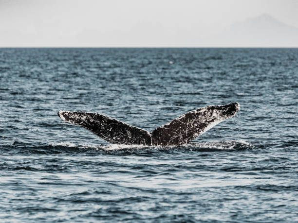 istock Humpback Whale Tail Fluke Close-up 1868661513