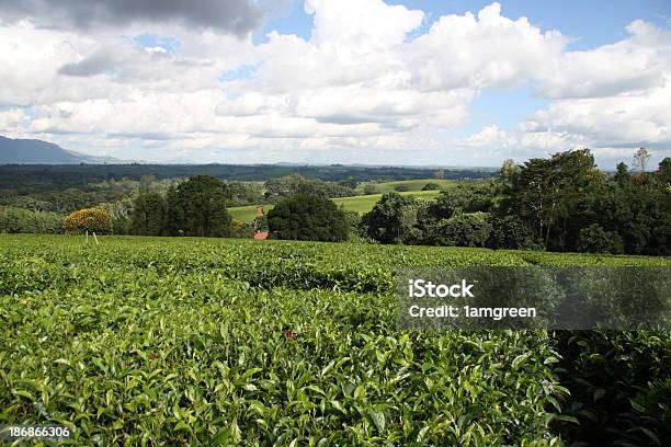 緑豊かな木々グリーンティー茶葉プランテーションマラウイの - アフリカのストックフォトや画像を多数ご用意 - アフリカ, ツバキ科 チャノキ, プランテーション