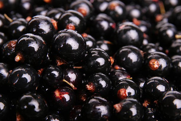 preto groselhas - black currant currant black fruit imagens e fotografias de stock