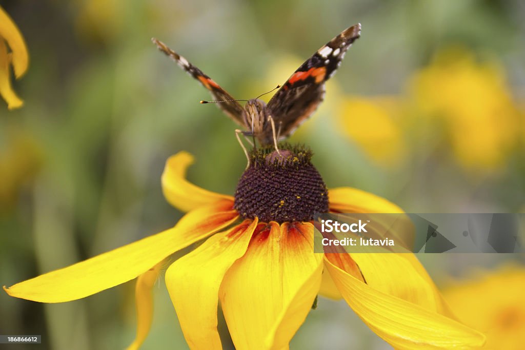 Желтые цветы rudbeckia с butterflu - Стоковые фото Бабочка роялти-фри