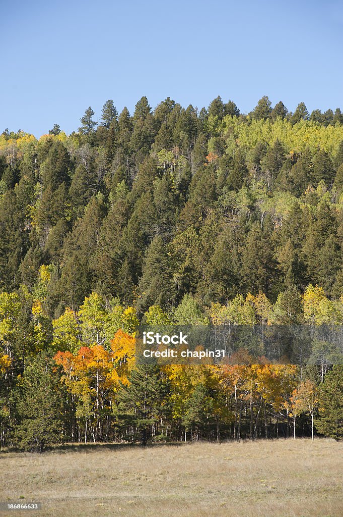 Couleurs automnales dans les montagnes - Photo de Arbre libre de droits