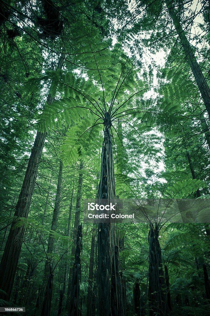 Abenddämmerung Forest Ferns - Lizenzfrei Baum Stock-Foto