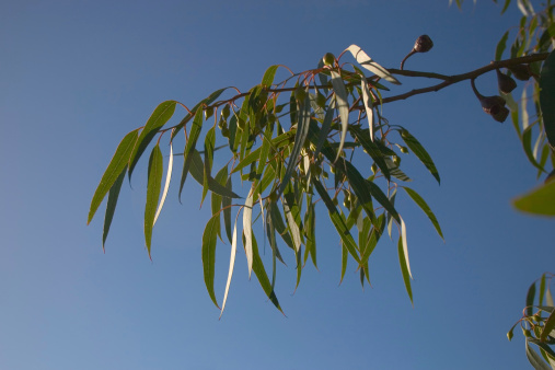 Eucalyptus leaves against a blue Australian sky.