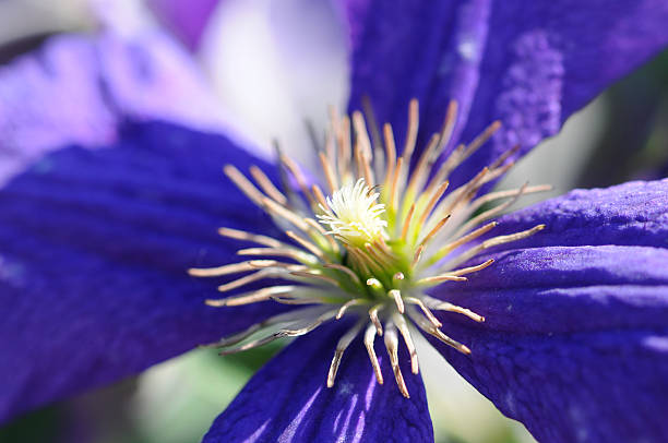Waldreben (Clematis) - virgin's bower "Waldrein (Clematis) - in Englang and north american known as traveller's joy, old man's beard, leather flower, vase vine and virgin's bower." anemoneae stock pictures, royalty-free photos & images