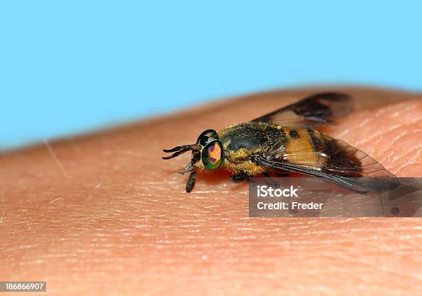 Insekt Snack Stockfoto und mehr Bilder von Stechgnitze - Stechgnitze, Beißen, Blau