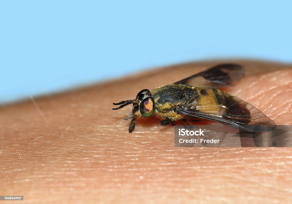 곤충 물다 - 로열티 프리 등에모기 스톡 사진