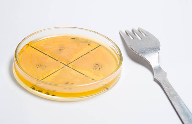 speisen für wissenschaftler - genetic research e coli petri dish genetic modification stock-fotos und bilder