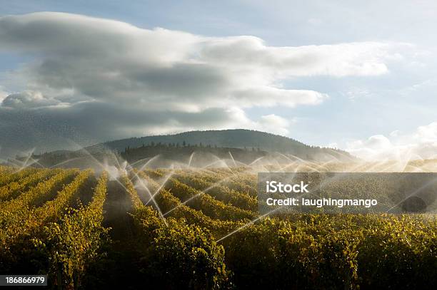 Vineyard Water Irrigation Sprinkler Agriculture Okanagan Valle Stock Photo - Download Image Now