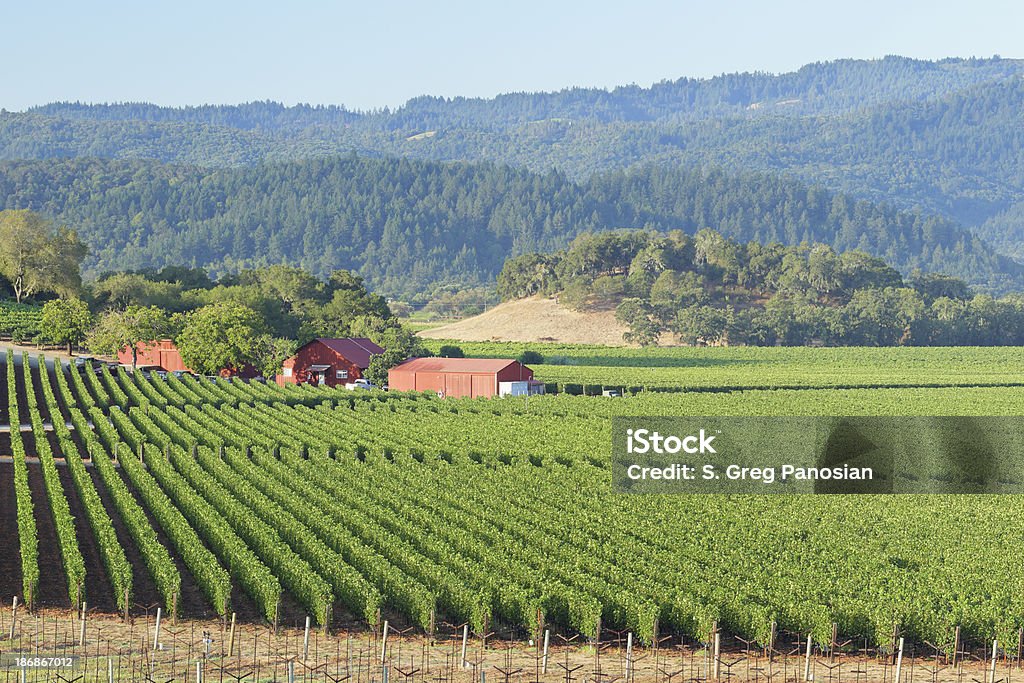 Vigneto della Napa Valley - Foto stock royalty-free di Agricoltura