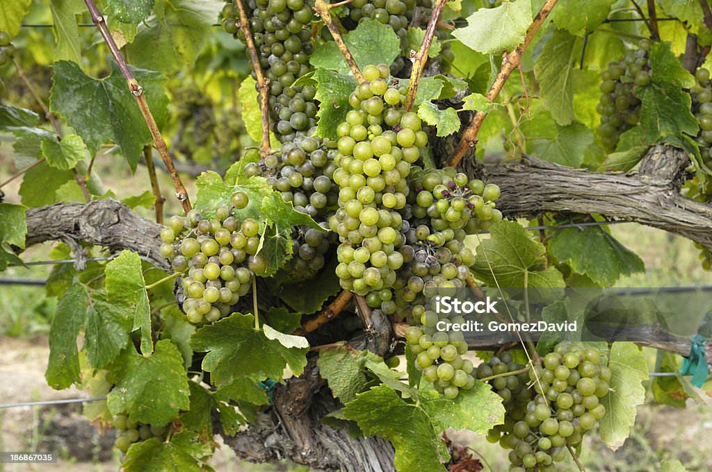 Close-up of Chardonnay Wine Grapes on Vine "Close-up of chardonnay wine grapes growing on grape vines. front view, selective focusTaken in Northern California.Please view related images below or click on the banner lightbox links to view additional images, from related categories." Agriculture Stock Photo