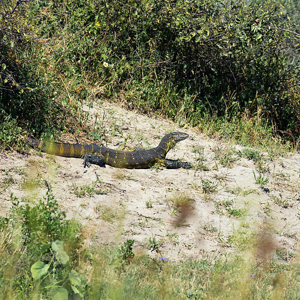 Water monitor lizard