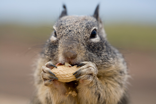 Squirrel eating peanut