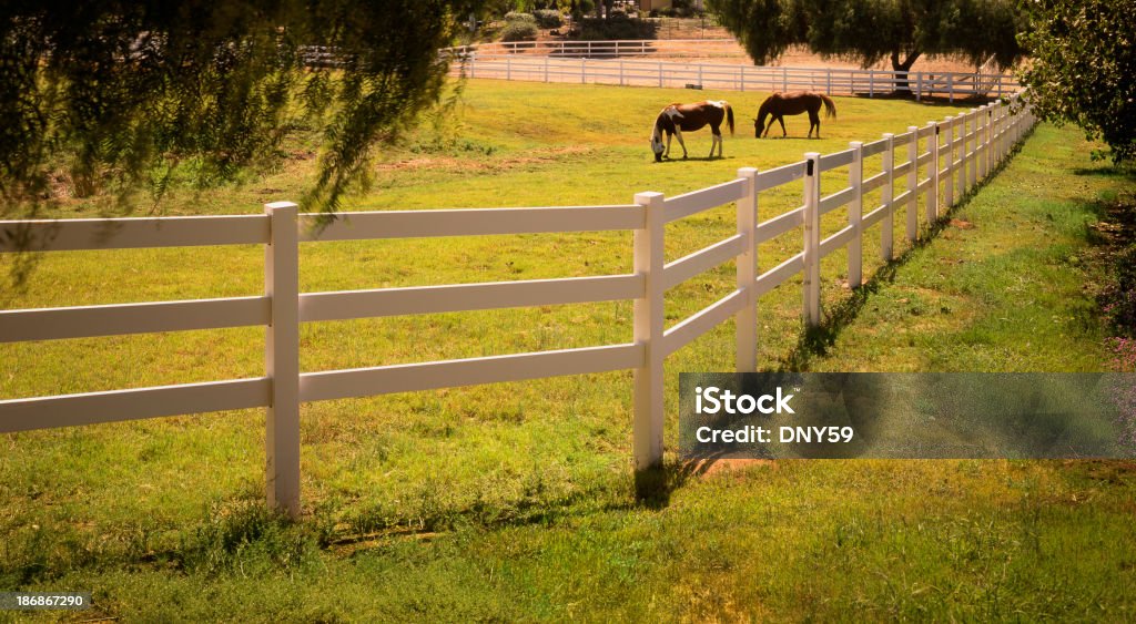 Cavalos no campo - Royalty-free Agricultura Foto de stock