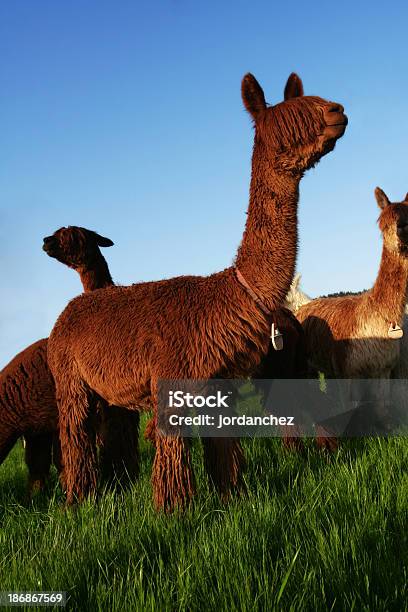 Alpaccas Stock Photo - Download Image Now - Alpaca, Animal, Animal Hair