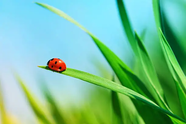 Photo of Ladybug on a meadow