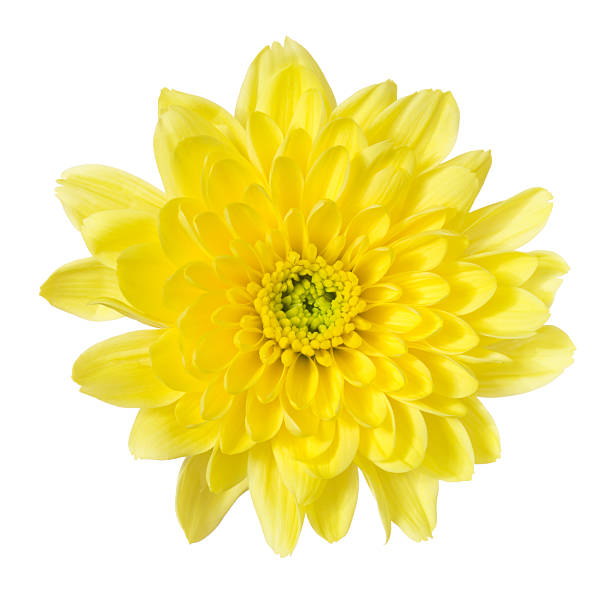 crisantemo - yellow chrysanthemum fotografías e imágenes de stock